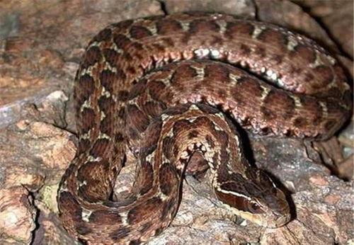 人蛇吃瓜,一场别开生面的乡村盛宴