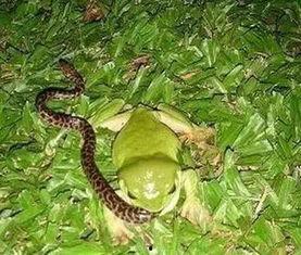 人蛇吃瓜,一场别开生面的乡村盛宴