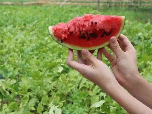 南海吃瓜,吃瓜群众视角下的海洋争端