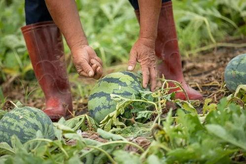 南海吃瓜,吃瓜群众视角下的海洋争端