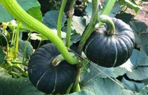 南吃瓜身体发黄,身体发黄之谜揭晓