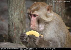 吃瓜姐像猴子,趣味横生演绎生态传奇