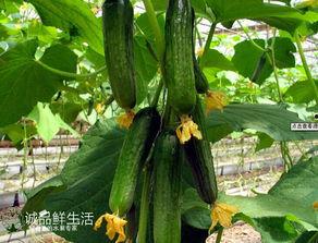 30岁以上吃瓜,揭秘30岁以上人群的娱乐生活