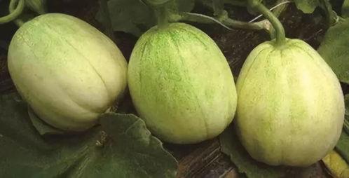 梦见和朋友瓜地里吃瓜,一场梦境中的瓜地盛宴