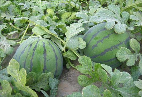 乾隆在哪吃的瓜,揭秘皇家御用瓜果的传奇故事