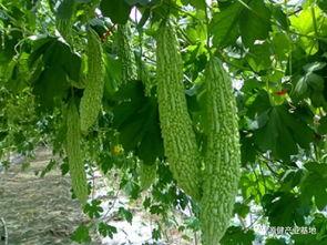 吃瓜嘴角疼,嘴角疼的尴尬日常