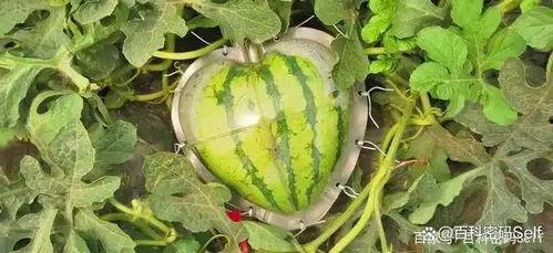 24年国外吃瓜,盘点年度最热八卦事件