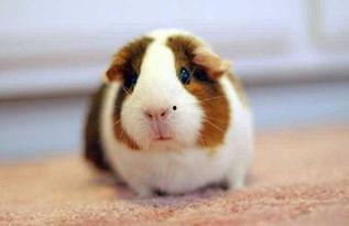 荷兰猪 和平精英 吃瓜,吃瓜群众眼中的电竞萌宠