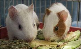 荷兰猪 和平精英 吃瓜,吃瓜群众眼中的电竞萌宠