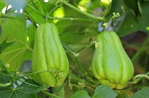 佛手瓜动物可以吃,动物眼中的美味佳肴