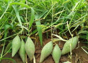 地梢瓜怎么吃,探索家常美味新选择