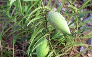 地梢瓜怎么吃,探索家常美味新选择