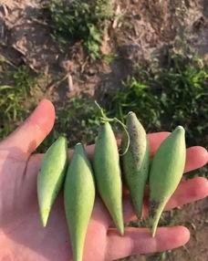 地梢瓜怎么吃,探索家常美味新选择