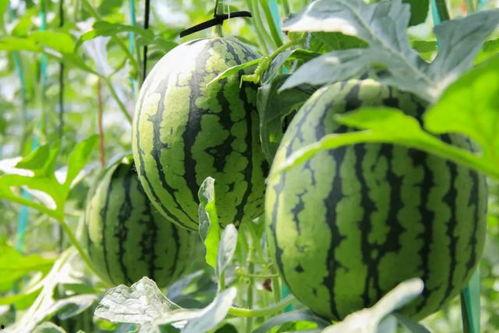 吃瓜群免费,免费畅享娱乐盛宴的秘密基地