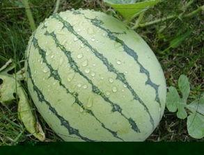 吃熟透的瓜,品味熟透瓜果的甘甜时光