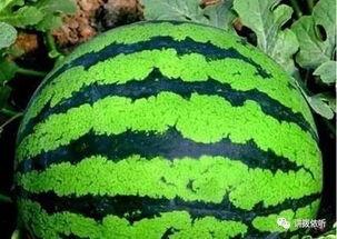 吃熟透的瓜,品味熟透瓜果的甘甜时光