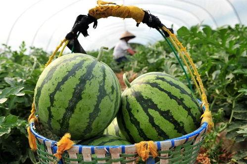 今天各种吃瓜,盘点娱乐圈、网红圈、美食圈的热辣事件