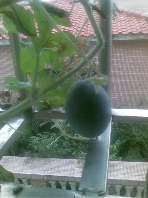 躲在阳台吃瓜,揭秘隐秘的夏日休闲时光