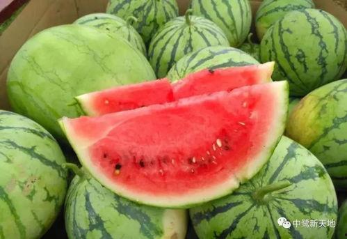 吾爱吃瓜今日吃瓜,今日瓜田盛宴，尽享瓜界新鲜资讯