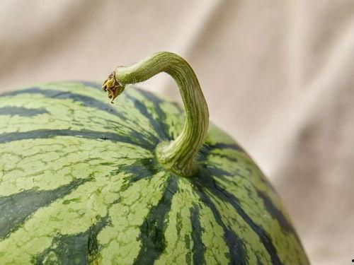 上海吃瓜爆料,揭秘娱乐圈幕后真相