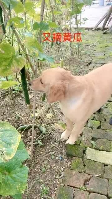 大黄直播吃瓜,一场别开生面的吃瓜盛宴