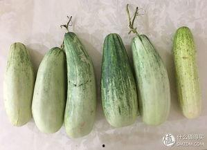 大黄直播吃瓜,一场别开生面的吃瓜盛宴