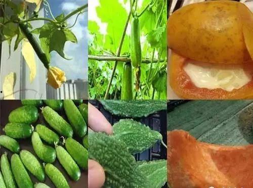 六零山村吃瓜日常,夏日吃瓜日常，品味乡村悠闲时光