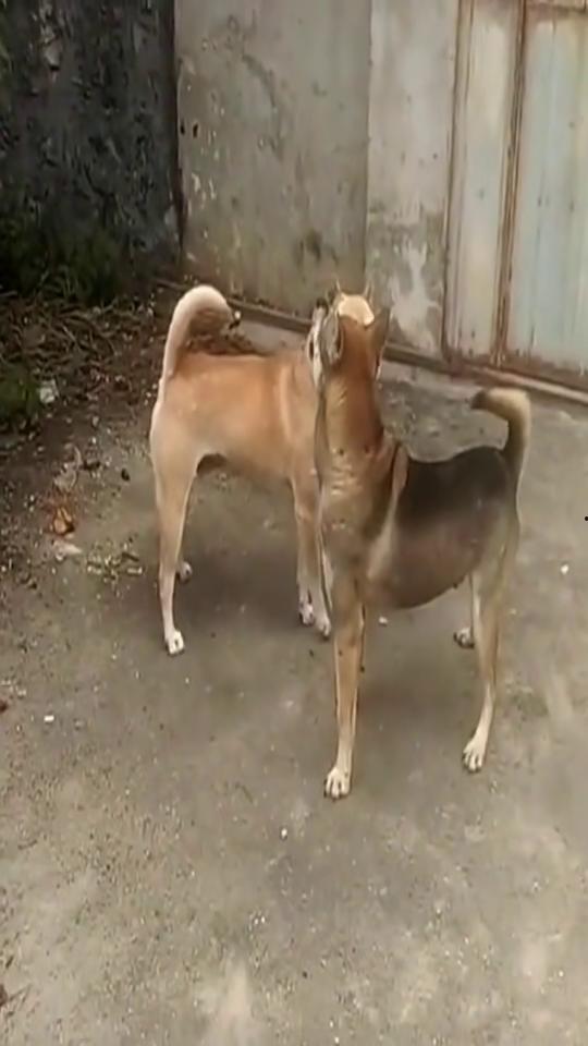 吃瓜小狗打架视频,一场搞笑打架大戏！