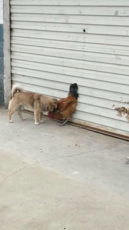 吃瓜小狗打架视频,一场搞笑打架大戏！