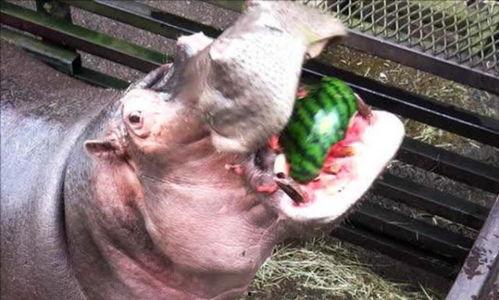 河马吃瓜声音,揭秘动物界的独特饮食交响曲