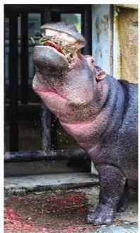 河马吃瓜声音,揭秘动物界的独特饮食交响曲