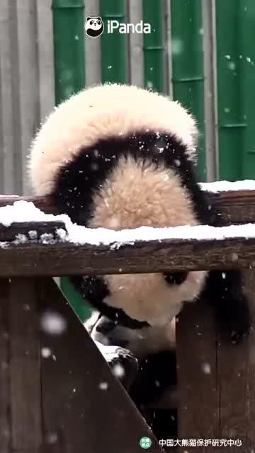 吃瓜小熊奔现,一场意外的网红奇遇记