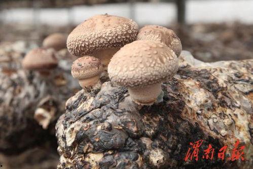 瓜瓜茵吃瓜,揭秘瓜类美食的诱惑与营养