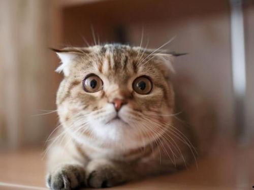 猫咪吃黄皮瓜,揭秘黄皮瓜的独特魅力