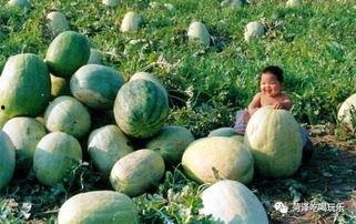 山东高职吃瓜,揭秘校园生活新潮流