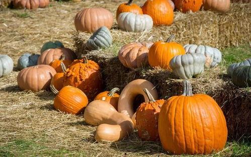 朝堂跟着吃瓜,跟随吃瓜群众，揭秘宫廷秘闻