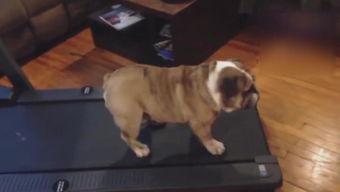 懒狗吃瓜,揭秘娱乐圈幕后故事