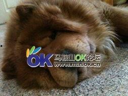 懒狗吃瓜,揭秘娱乐圈幕后故事