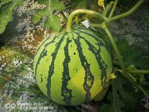 吃瓜宗门大瓜,一场惊心动魄的大瓜盛宴