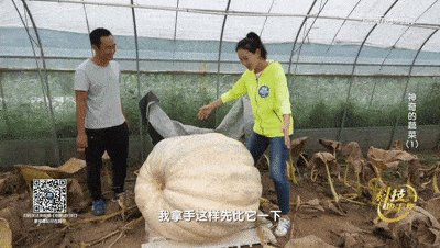 过年在家吃大瓜