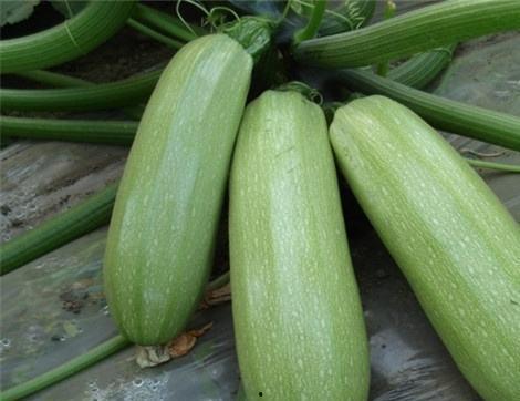 吃小红瓜有啥好处,营养丰富的健康佳品，揭秘其四大益处”