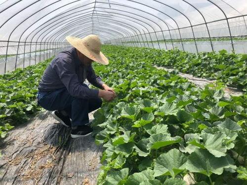 吃瓜群众老粉,揭秘娱乐圈幕后故事