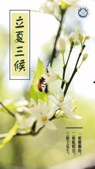 立夏快乐你吃瓜了吗,瓜果飘香，快乐共享