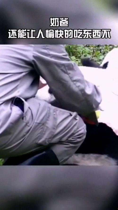 奶爸直播吃瓜,趣味横生揭秘娱乐圈幕后故事