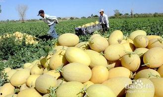 晚上吃哈密瓜好处