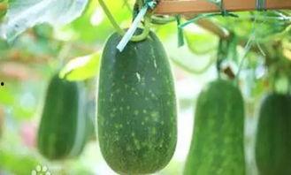 南宁杭州吃瓜,一场美食文化的跨界碰撞