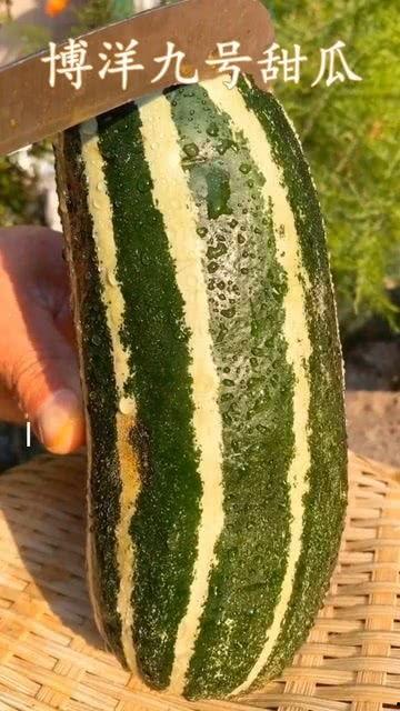 吃的熟瓜小白瓜