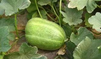 吃的熟瓜小白瓜