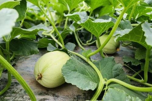 昆小谜吃瓜,揭秘网络热点的背后故事