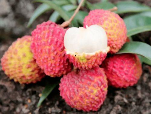 杨开瓜怎么吃,杨开瓜的多样食用方法揭秘